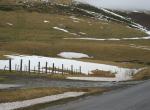 Col de la Geneste (Sanglier en neige)