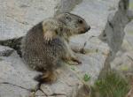 Jeune marmotte - Col de la Bonette (9)