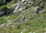 Marmotte - Ruisseau de Malevert - Col des Champs