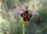 Ophrys bécasse (Molino de Villobas)