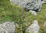 Lys Martagon - Truc de Fortunio (Lozère) (1)