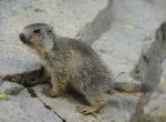 Jeune marmotte - Col de la Bonette (6)