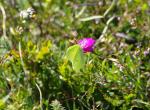 Papillon ? - Causse du Larzac