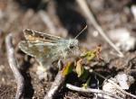 Papillon - Truc de Fortunio (Lozère)