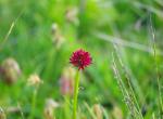 Orchis nigritelle - Flaine