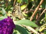 Machaon