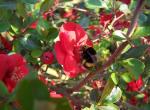 Bourdon sur une fleur de cognassier du Japon