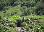 Marmotte en alerte - Les Chapieux - Savoie