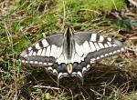 Machaon - Truc de Fortunio