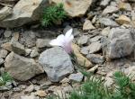 Fleur à déterminer - Cham des Bondons - Les Bondons (Lozère) (2)