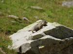 Jeune marmotte - Col de la Bonette (1)