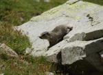 Jeune marmotte - Col de la Bonette (2)