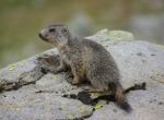 Jeune marmotte - Col de la Bonette (11)