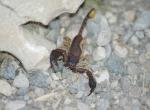 Scorpion à déterminer - Gorges du Verdon (1)