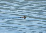 Norvège - Eider à duvet - Langfjorden (fjord)