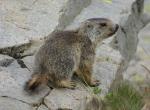 Jeune marmotte - Col de la Bonette (8)