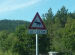 Norvège - Attention ! Elans