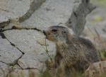 Jeune marmotte - Col de la Bonette (5)