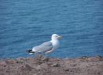 Goéland argenté