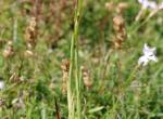 Orchis pyramidal (Anacamptis pyramidalis) - Font d'Urle (Vercors) (2)