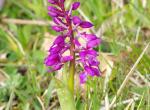 Puy d'Arnac - Orchidée