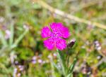 Oeillet des fleuristes - Truc de Fortunio