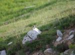 Traquet Oreillard ? - Col des Champs