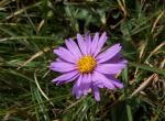 Aster des Alpes