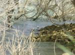 Aigrette garzette ( Embase de Sotonera)