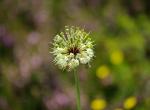 Fleur (ail ?) (Col du Béal) (1)