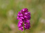 Orchis pyramidal (Anacamptis pyramidalis) - Font d'Urle (Vercors) (1)