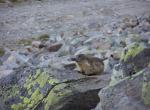 Marmotte - Col de Balme