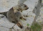 Jeune marmotte - Col de la Bonette (10)