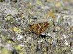 Papillon - Truc de Fortunio (Lozère) (2)