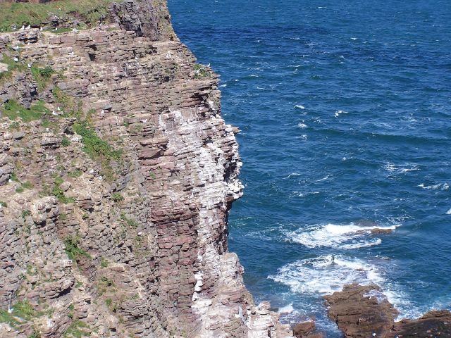 Falaise et guillemots de troïl