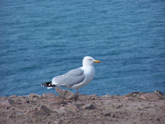 Goéland argenté