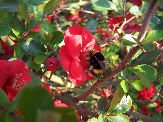 Bourdon sur une fleur de cognassier du Japon