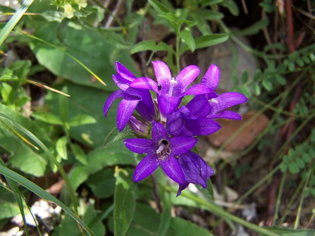 Campanule agglomérée