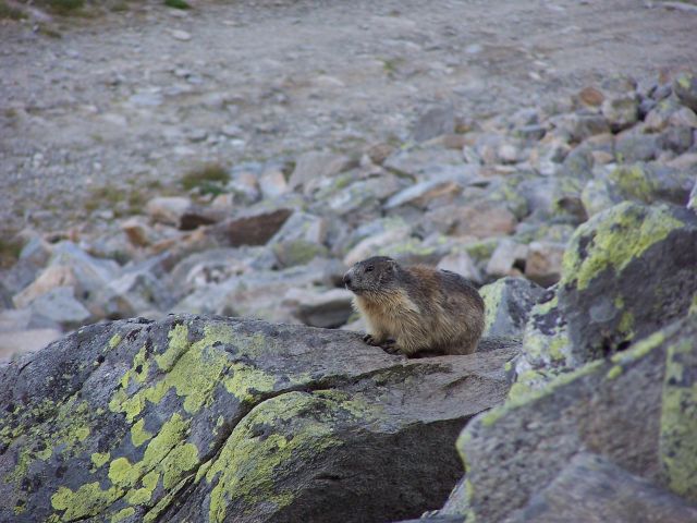 Marmotte - Col de Balme