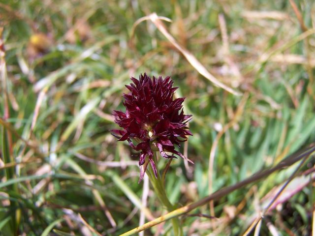 Orchis nigritelle (2)