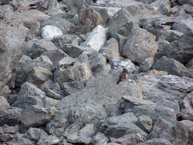 Marmotte - Lac du barrage de la Grande Dixence