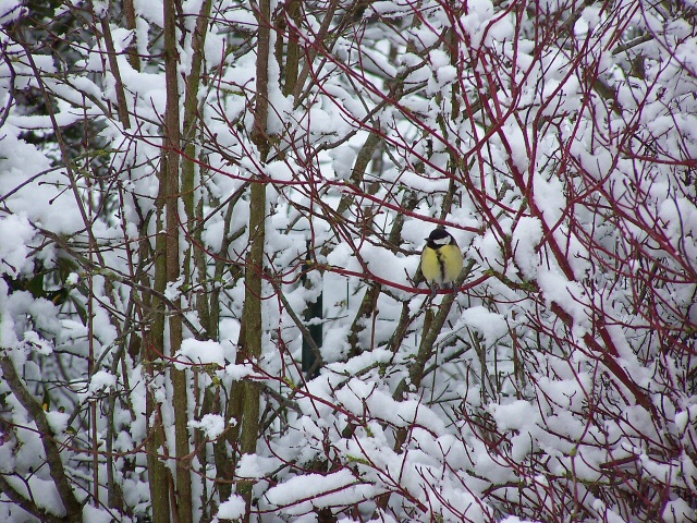 Mésange charbonnière (retour en bretagne)