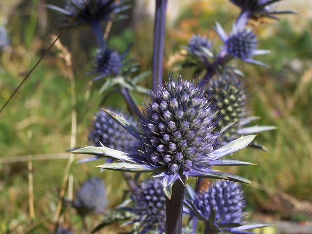 Panicaut de Bourgat (détail)