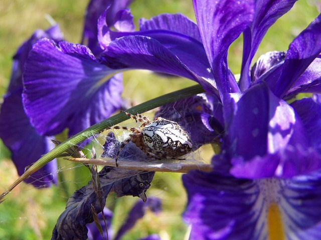 Araignée sur Iris des Pyrénées - Espagne