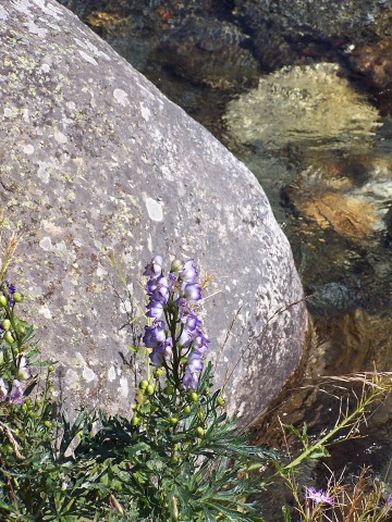 Aconit Napel (Plante mortelle) - Espagne