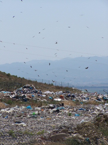 Décharge et rapaces - Sangüesa - Espagne