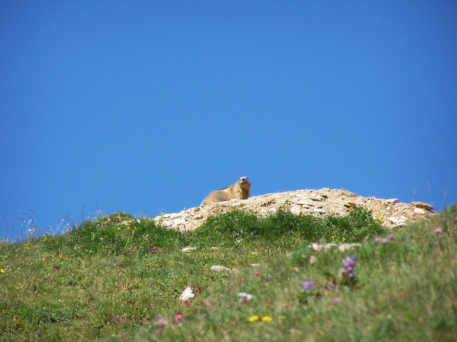 Marmotte - Les Chapieux - Savoie