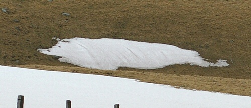 Avril 2009 : Sanglier en neige (Massif du Sancy)