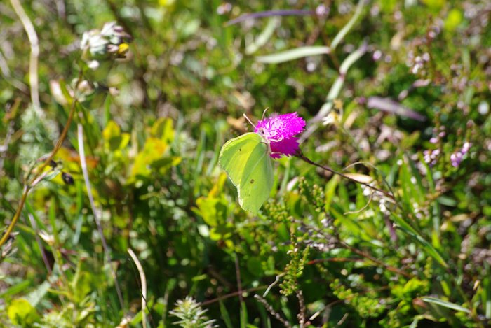 Papillon ? - Causse du Larzac