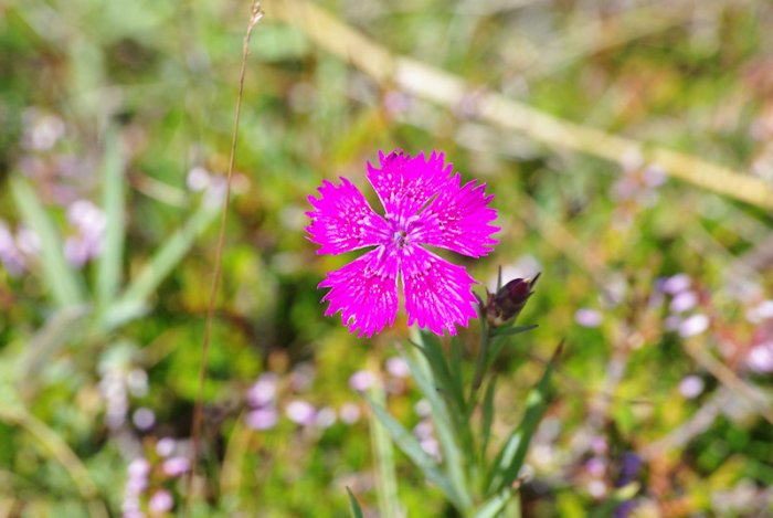 Oeillet des fleuristes - Truc de Fortunio